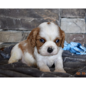 Best-Cavalier-King-Charles-Spaniel-Breeders-in-Illinois-DreamCatcher-Hill-Puppies-and-Rescue