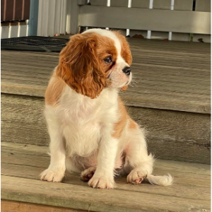 Best-Cavalier-King-Charles-Spaniel-Breeders-in-Illinois-Huntcrest-Cavalier-Puppies.