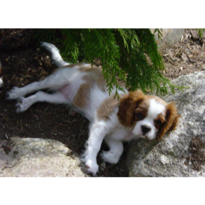 Il Cavalier King - NaturoPet