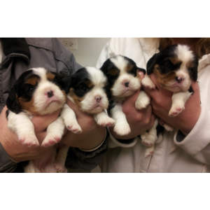 Best-Cavalier-King-Charles-Spaniel-Breeders-in-Illinois-WoodHaven-Cavaliers