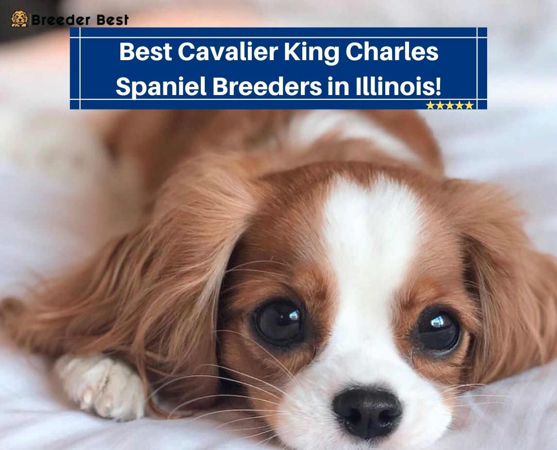 Best-Cavalier-King-Charles-Spaniel-Breeders-in-Illinois