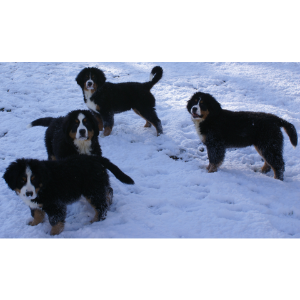Bernese-Mountain-Dog-Breeders-in-California-Sequoia-Oaks-Ranch