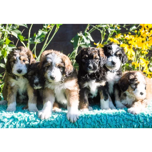 Best-Bernedoodle-Breeders-in-the-U.S.-Fife-Wife-Ranch-LLC-Bernedoodles-and-Poodles-USA