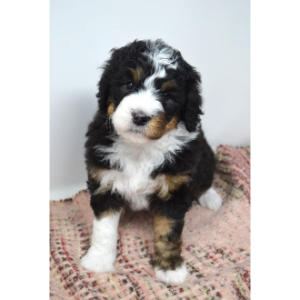 Best-Bernedoodle-Breeders-in-the-U.S.-Glasshouse-Puppies-USA