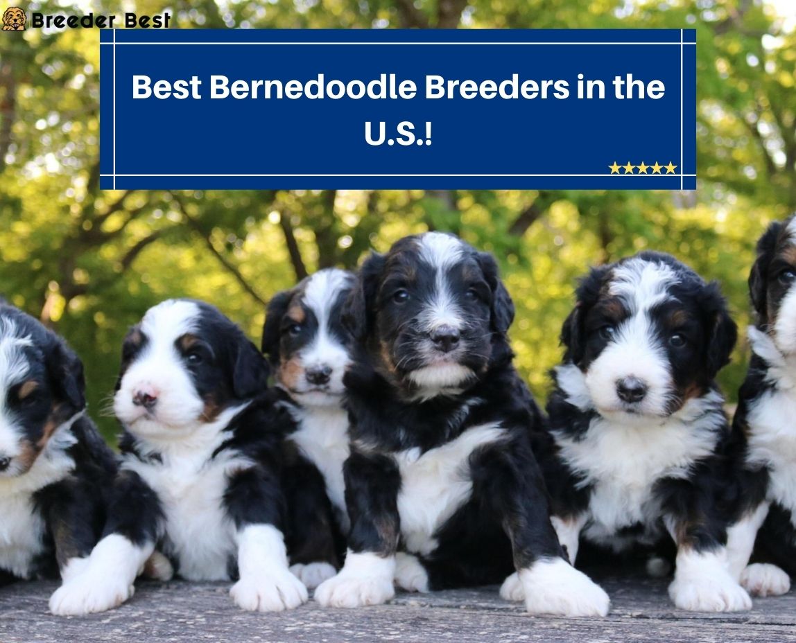 Best-Bernedoodle-Breeders-in-the-U.S.