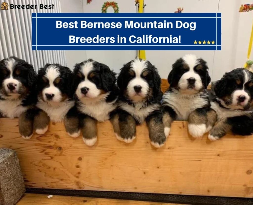 6 Best Bernese Mountain Dog Breeders in California! (2024) Breeder Best