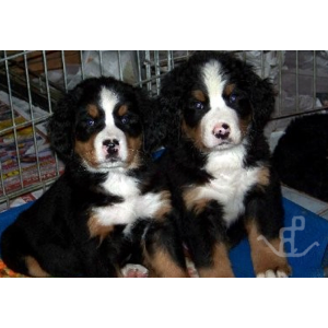 Best-Bernese-Mountain-Dog-Breeders-in-California-Expressions-of-Grace