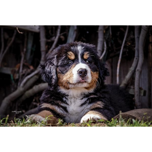 Best-Bernese-Mountain-Dog-Breeders-in-California-Southpaw-Bernese-Mountain-Dogs
