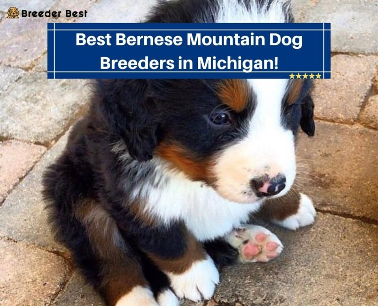 4 Best Bernese Mountain Dog Breeders in Michigan! (2024) Breeder Best