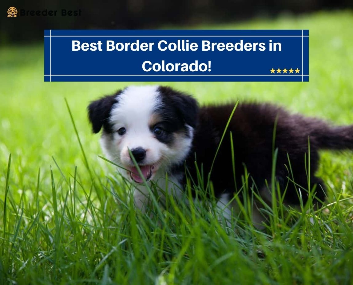 Best-Border-Collie-Breeders-in-Colorado