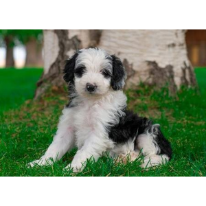 Best-Bordoodle-Breeders-in-the-U.S.-Mountain-Rose-Bordoodles