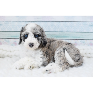 Best-Bordoodle-Breeders-in-the-U.S.-Oregon-Bordoodles-Puppies