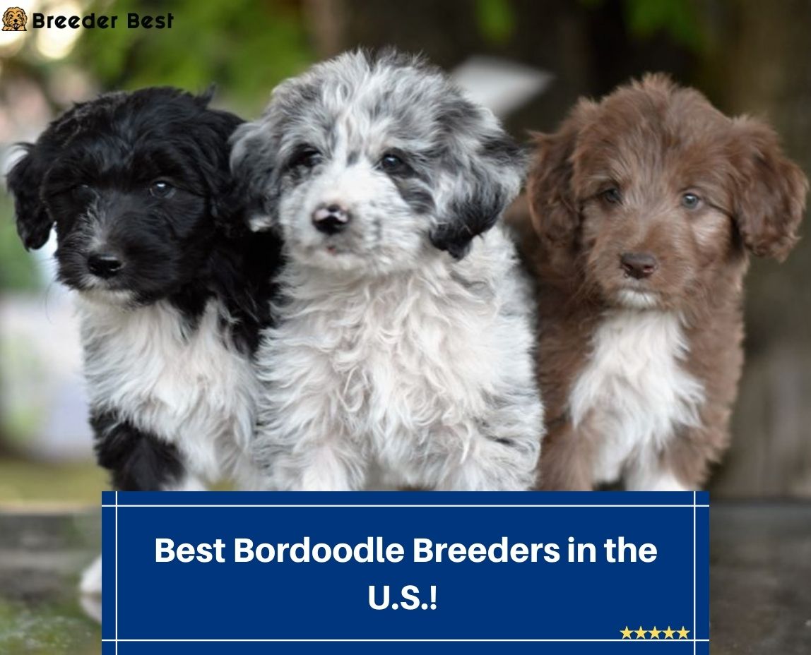 Best-Bordoodle-Breeders-in-the-U.S.