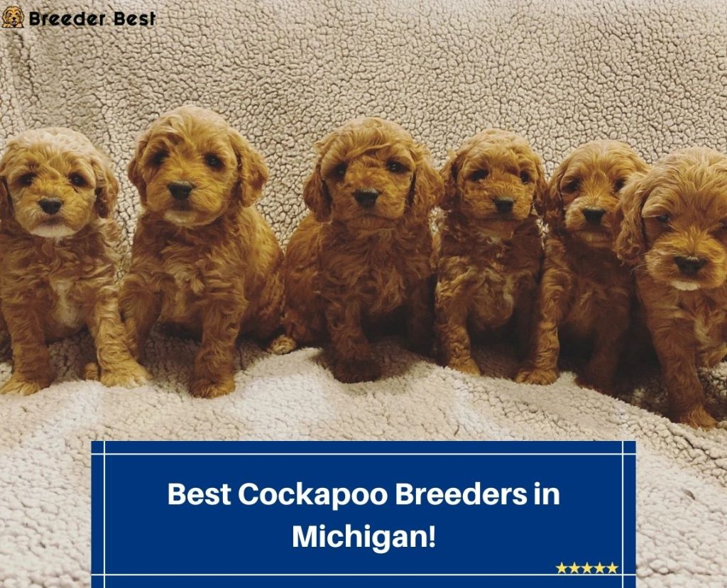 8 Best Cockapoo Breeders in Michigan! (2024) Breeder Best