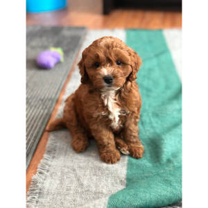 Best-Cockapoo-Breeders-in-Michigan-The-Family-Puppy-of-Fountain-Walk