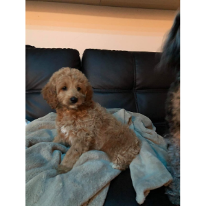 Best-Cockapoo-Breeders-in-Michigan-The-Family-Puppy