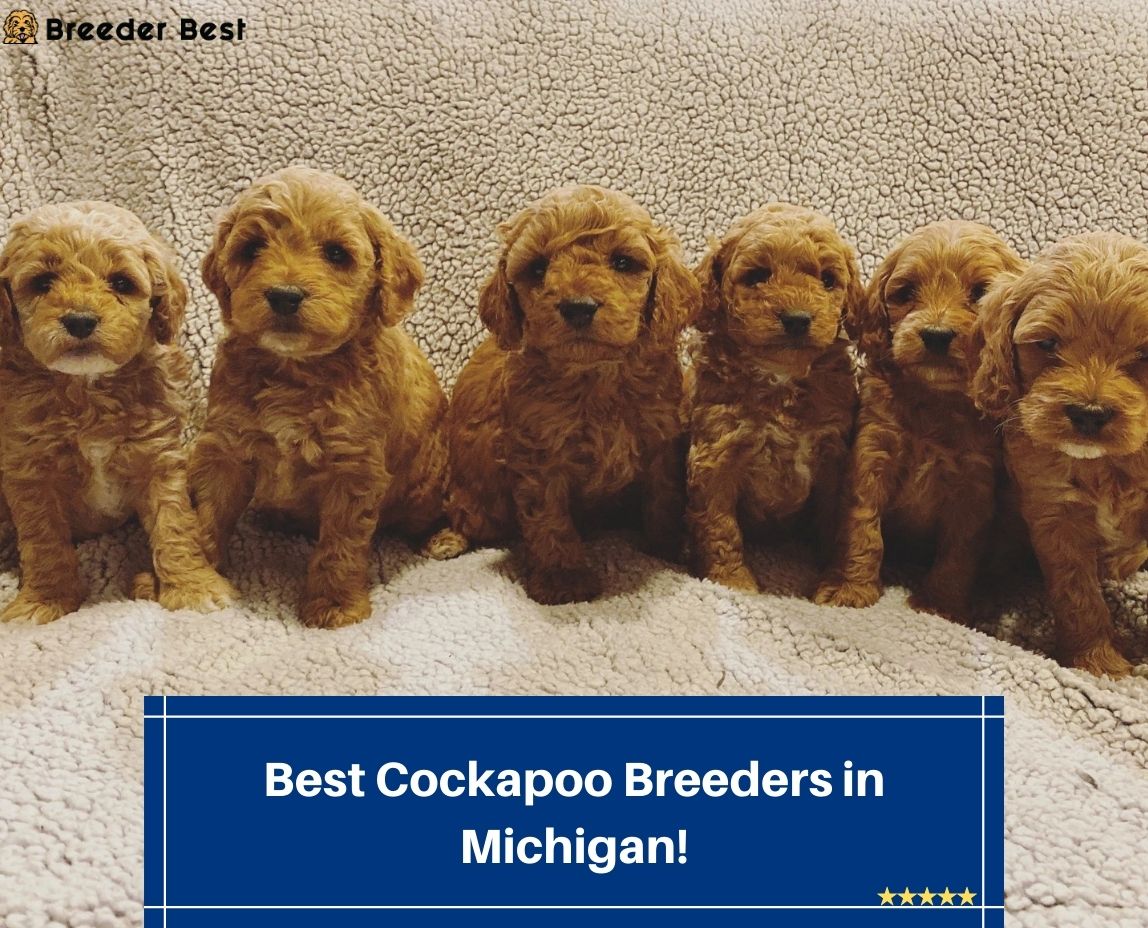 Best-Cockapoo-Breeders-in-Michigan
