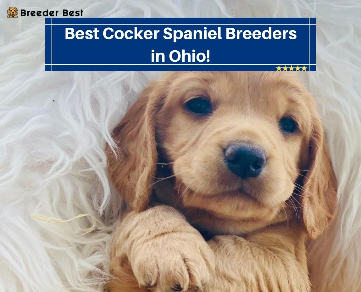 Best-Cocker-Spaniel-Breeders-in-Ohio