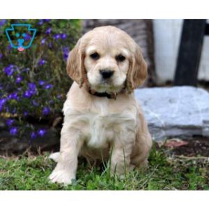 Best Cocker Spaniel Breeders in Ohio Buckeye Country Kennel