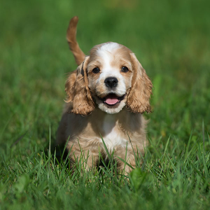 Best Cocker Spaniel Breeders in Ohio Lake Erie Cocker Spaniels