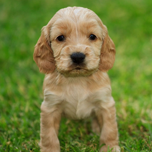 Best-Cocker-Spaniel-Breeders-in-Ohio-Tell-Tail-Cocker-Spaniels