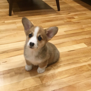 Best Corgi Breeders in Michigan Corenna Pembroke Welsh Corgis