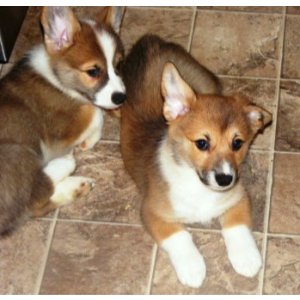 Best Corgi Breeders in Michigan Ells Puppies–A Loving Treasure