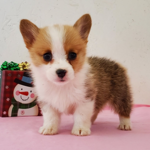 Best Corgi Breeders in Michigan Hydrangea Hills Corgis in Michigan