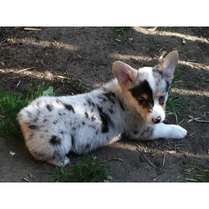 Best Corgi Breeders in Michigan Kirkwood Corgis