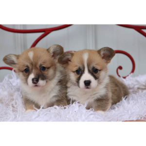 Best Corgi Breeders in Michigan Monte Cristo Welsh Corgis