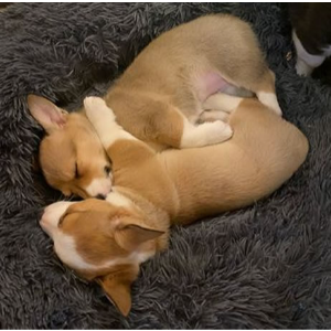 Best Corgi Breeders in Michigan Stacey Marquee Corgis in a Blanket