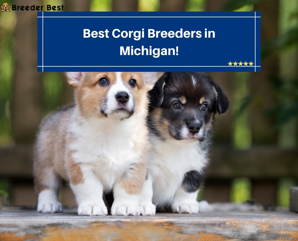 Best-Corgi-Breeders-in-Michigan