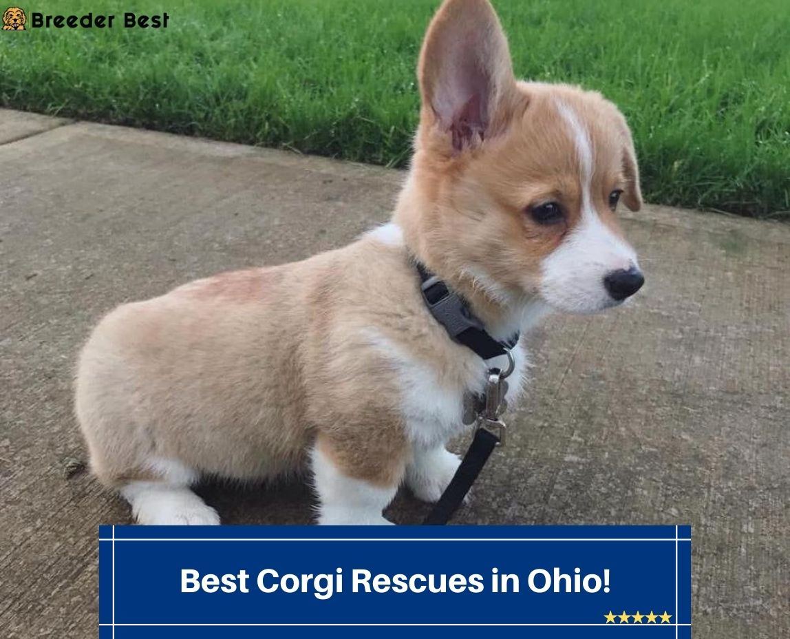 Best-Corgi-Rescues-in-Ohio