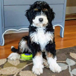 Best-Double-Doodle-Breeders-in-the-USA-Cloud-Nine-Doodles