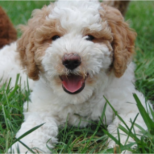 Best-Double-Doodle-Breeders-in-the-USA-Red-Spring-Farm