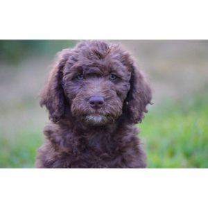 Best-Double-Doodle-Breeders-in-the-USA-Sandpoint-Doodles