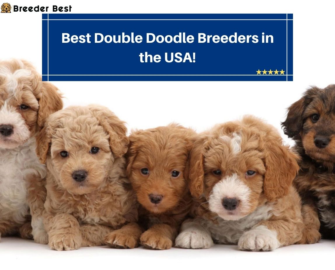 Best-Double-Doodle-Breeders-in-the-USA
