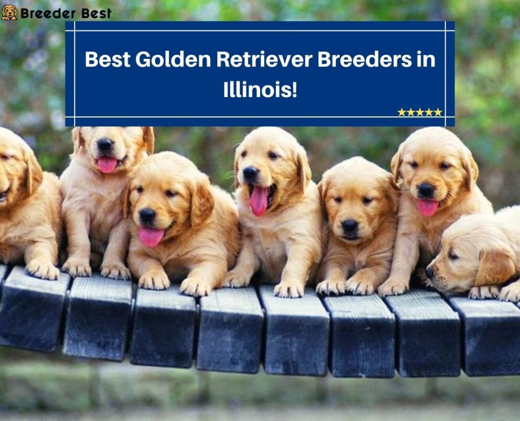 5 Best Golden Retriever Breeders in Illinois! (2023) Breeder Best