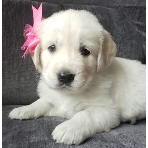 Best-Golden-Retriever-Breeders-in-Illinois-Dream-Goldens