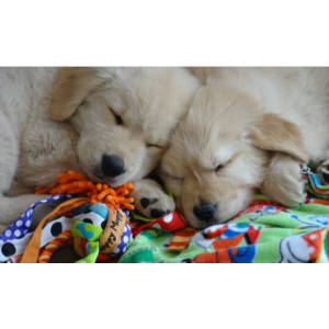 Best-Golden-Retriever-Breeders-in-Illinois-Huntleigh-Goldens