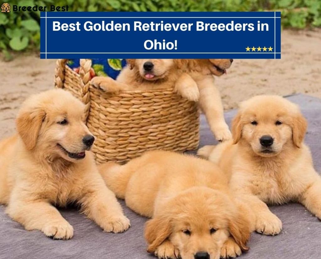 5 Best Golden Retriever Breeders in Ohio! (2024) Breeder Best