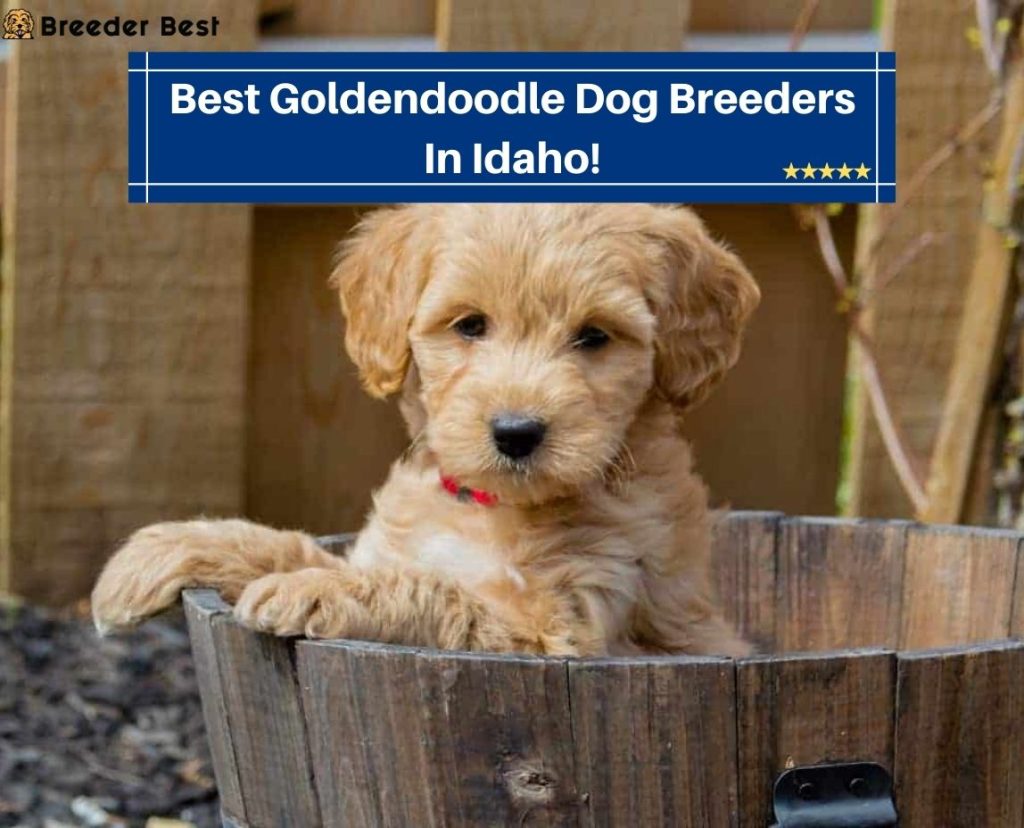4 Best Goldendoodle Breeders In Idaho! (2024) Breeder Best