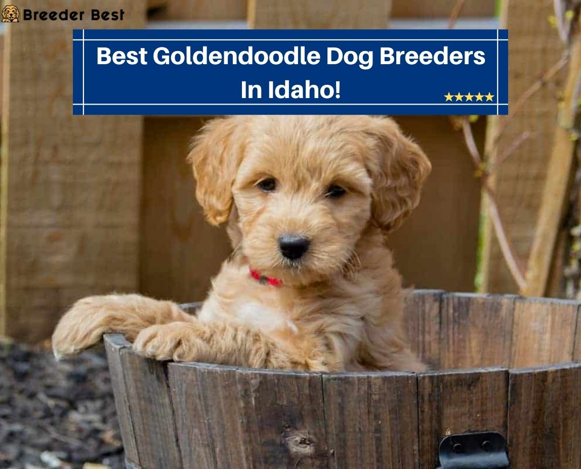 Best-Goldendoodle-Dog-Breeders-In-Idaho