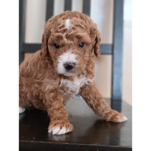 Best-Goldendoodle-Dog-Breeders-In-Idaho-Canyon-Creek-Puppies-Idaho