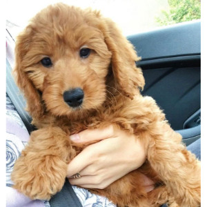 Best-Goldendoodle-Dog-Breeders-In-Idaho-Neesas-Doodles-Idaho