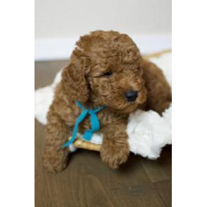 Best-Goldendoodle-Dog-Breeders-In-Idaho-Sophies-Golden-Doodles