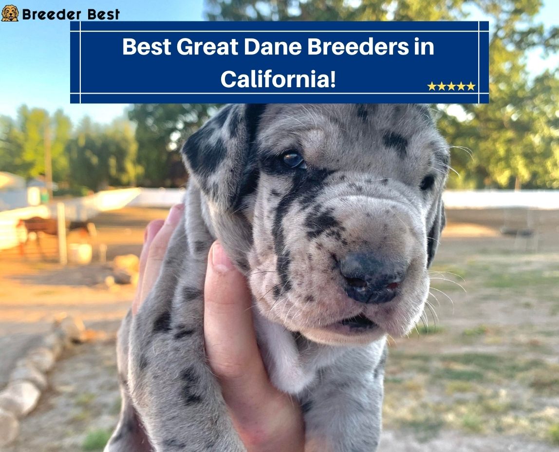 Best-Great-Dane-Breeders-in-California
