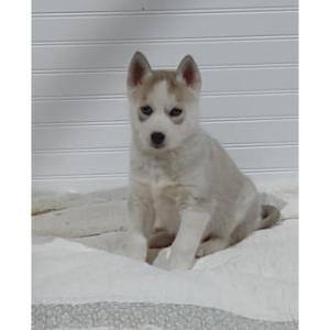 Best-Husky-Breeders-in-Pennsylvania-Breezy-Valley-Siberians