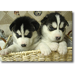 Best-Husky-Breeders-in-Pennsylvania-D-and-J-Kennels