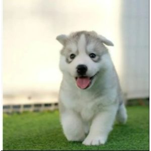 Best-Husky-Breeders-in-Pennsylvania-Jalerran-Siberians